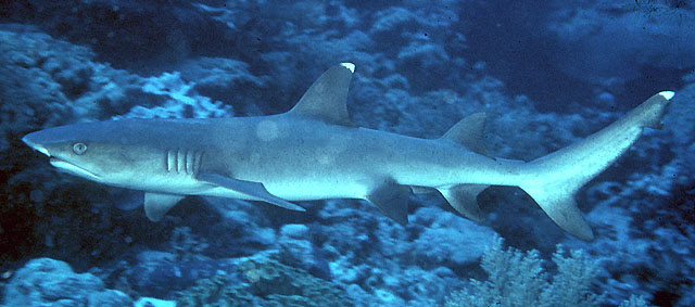 灰三齿鲨(Triaenodon obesus)