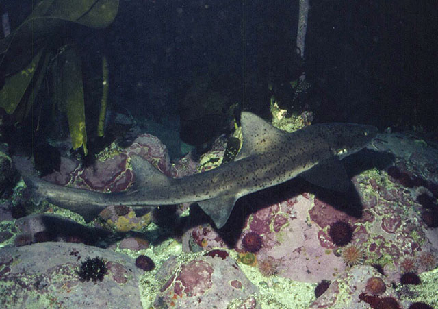 大鳍皱唇鲨(Triakis megalopterus)