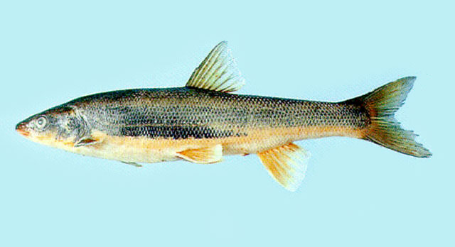 珠星三块鱼(Tribolodon hakonensis)