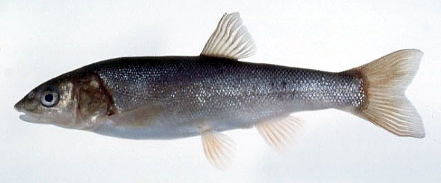 萨却林三块鱼(Tribolodon sachalinensis)