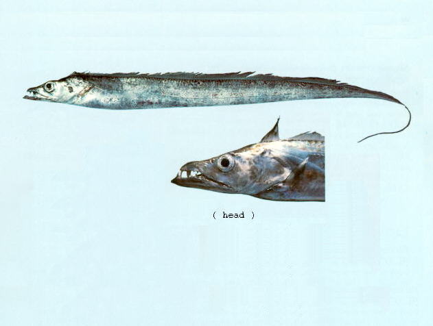 高鳍带鱼(Trichiurus lepturus)