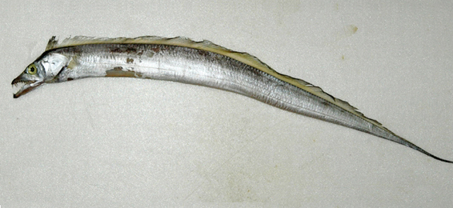 南海带鱼(Trichiurus nanhaiensis)