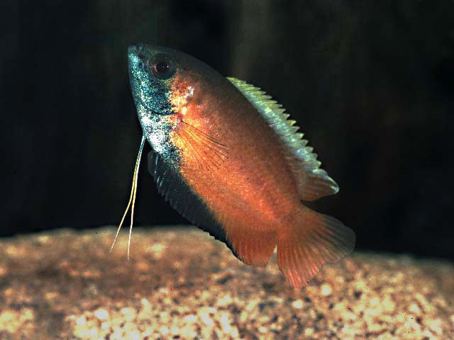 密毛足鲈(Trichogaster chuna)