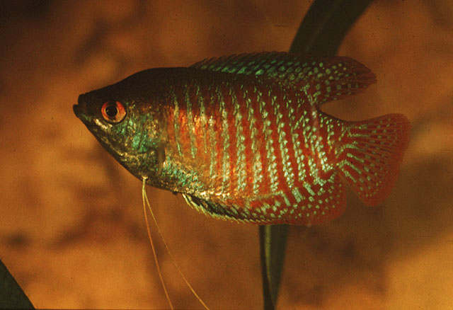 红纹毛足鲈(小密鲈)(Trichogaster lalius)