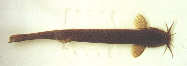 野毛鼻鲇(Trichomycterus areolatus)