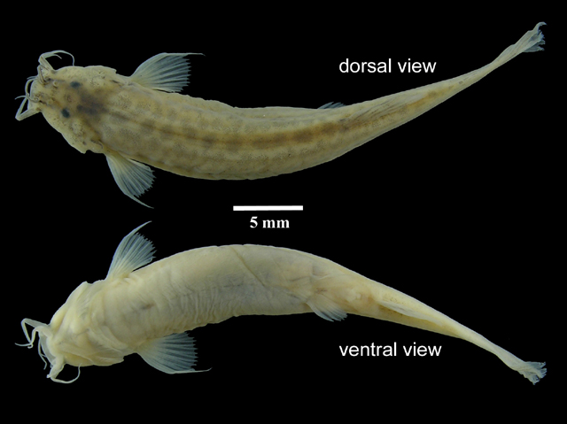 斑奈氏毛鼻鲇(Trichomycterus banneaui)