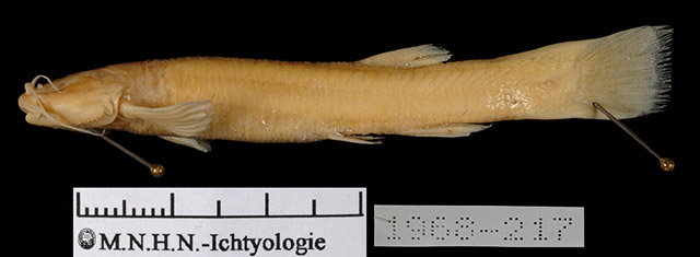 查氏毛鼻鲇(Trichomycterus chaberti)