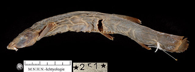 黑毛鼻鲇(Trichomycterus nigricans)