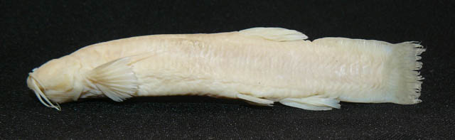 圣坦塔毛鼻鲇(Trichomycterus santanderensis)