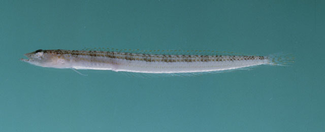 阿拉伯海毛背鱼(Trichonotus arabicus)