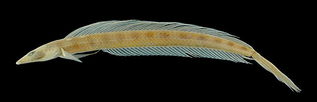 孟加拉毛背鱼(Trichonotus cyclograptus)