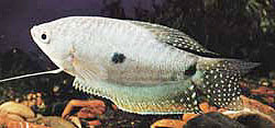 丝鳍毛足斗鱼(Trichopodus trichopterus)