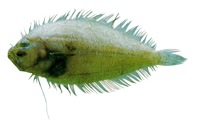 丝鳍鲆(Trichopsetta ventralis)
