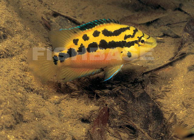 索氏丽体鱼(Trichromis salvini)