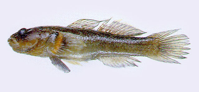 短棘缟虾虎(Tridentiger brevispinis)