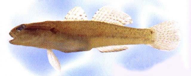 裸项缟虾虎(Tridentiger nudicervicus)