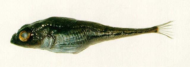 尼氏鮄杜父鱼(Triglops nybelini)