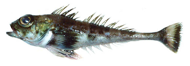 大眼鮄杜父鱼(Triglops scepticus)