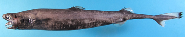 卡氏尖颌乌鲨(Trigonognathus kabeyai)