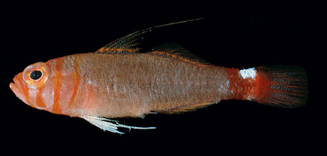 红头纹磨塘鳢(Trimma bisella)