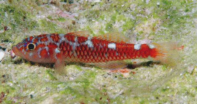 红磨塘鳢(Trimma caesiura)