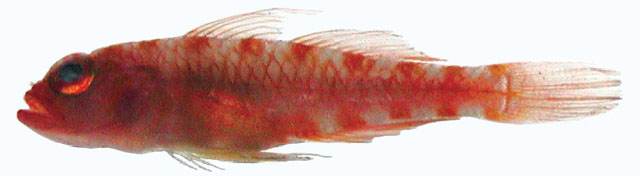大鳞磨塘鳢(Trimma squamicana)
