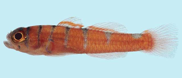 红带微虾虎(Trimmatom eviotops)