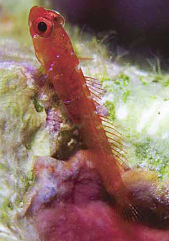 微虾虎(Trimmatom nanus)