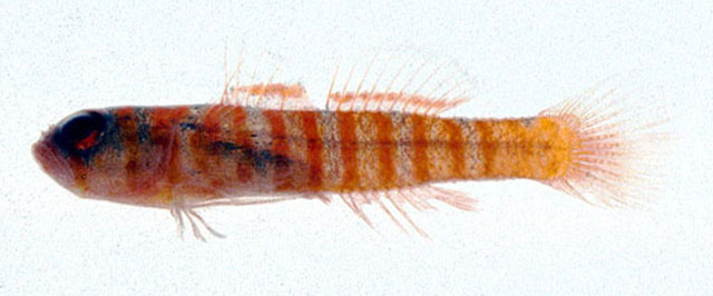 条纹微虾虎(Trimmatom pharus)