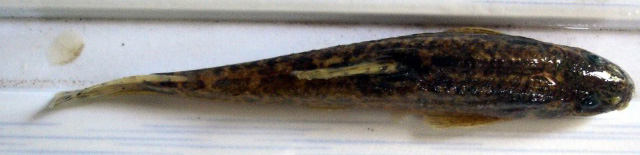 昆明高原鳅(Triplophysa grahami)