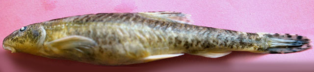克什米尔高原鳅(Triplophysa kashmirensis)
