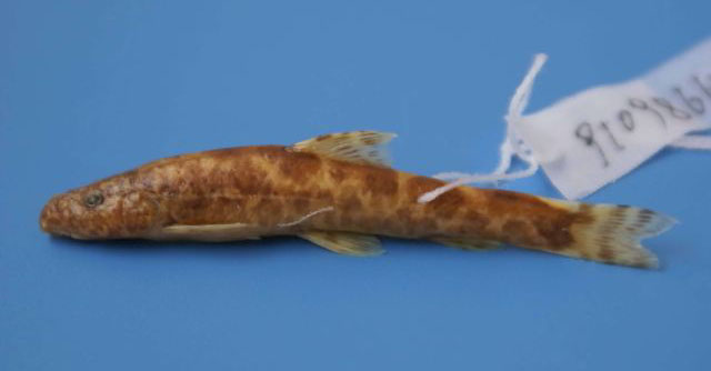 南丹高原鳅(Triplophysa nandanensis)