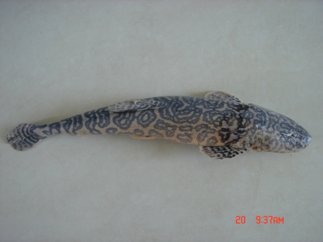 似鲇高原鳅(Triplophysa siluroides)