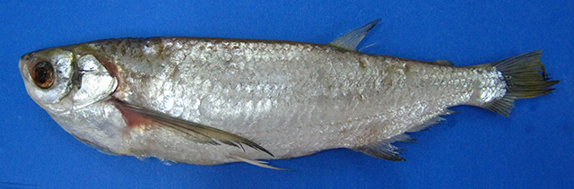 刀石斧脂鲤(Triportheus culter)