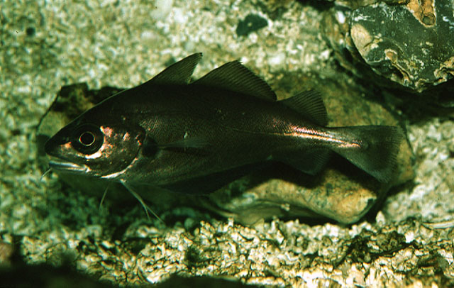 条长臀鳕(Trisopterus luscus)