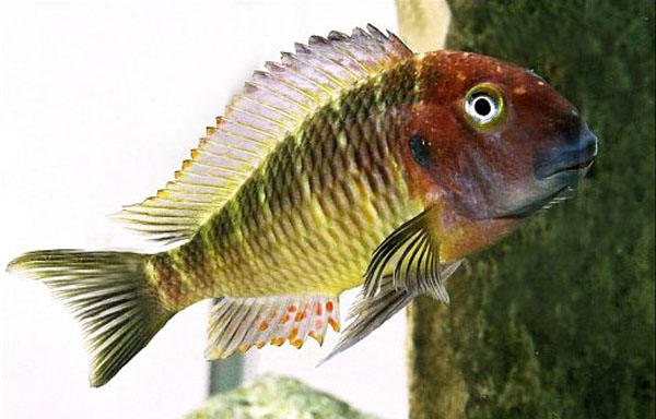 红身蓝首鱼(Tropheus moorii)