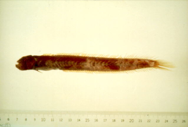 孔虾虎(Trypauchen vagina)