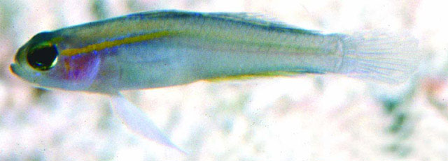 黄线精美虾虎(Tryssogobius flavolineatus)