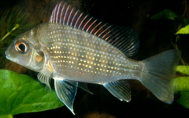 侧身球丽鱼(Tylochromis lateralis)