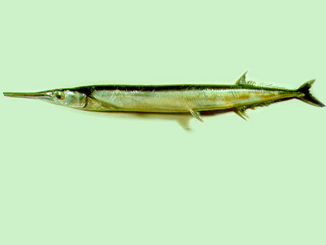 黑背圆颌针鱼(Tylosurus acus melanotus)
