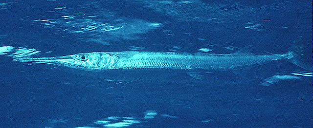 红海圆颌针鱼(Tylosurus choram)