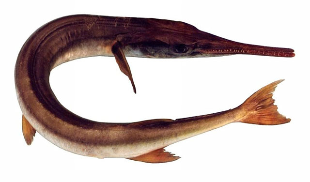 澳洲圆颌针鱼(Tylosurus gavialoides)