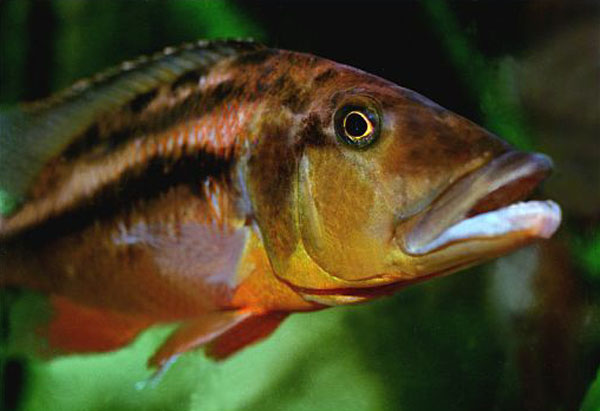 大口暴丽鱼(Tyrannochromis macrostoma)