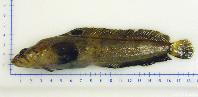 纽芬兰食莼鳚(Ulvaria subbifurcata)