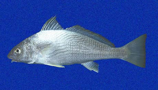 加拉帕戈斯短须石首鱼(Umbrina galapagorum)