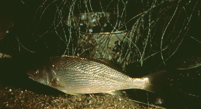 黄鳍短须石首鱼(Umbrina roncador)