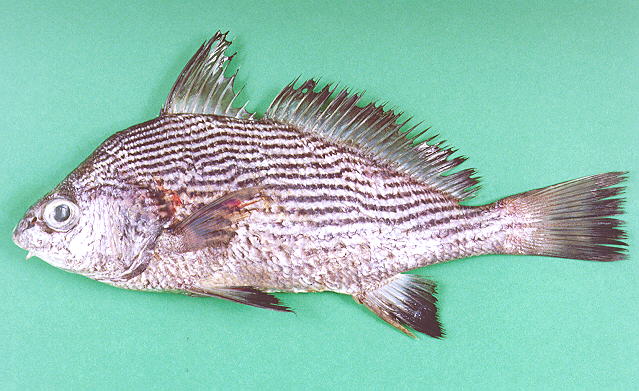 褐短须石首鱼(Umbrina ronchus)