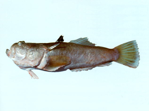 黄尾鰧(Uranoscopus cognatus)