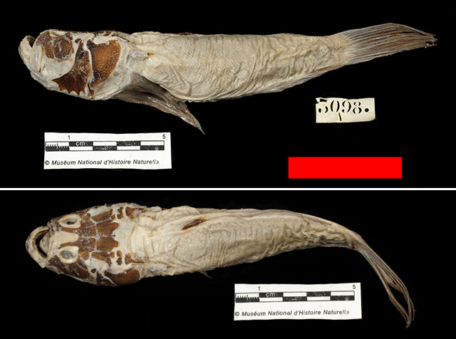 细须鰧(Uranoscopus filibarbis)