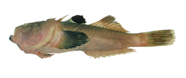 小斑鰧(Uranoscopus guttatus)